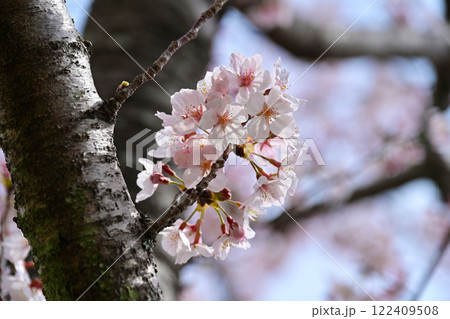 桜（ソメイヨシノ）Cherry Blossom 122409508