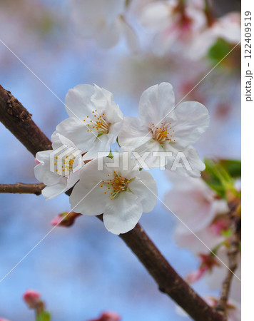 桜(ソメイヨシノ)Cherry Blossom 桜(ソメイヨシノ)Cherry Blossom 122409519