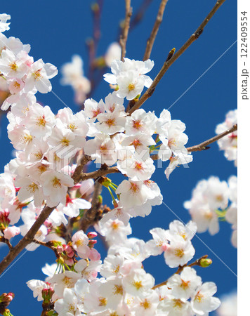 桜（ソメイヨシノ）Cherry Blossom 122409554