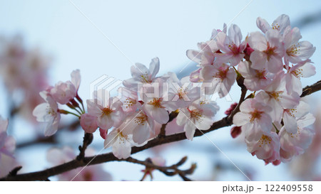 桜（ソメイヨシノ）Cherry Blossom 122409558