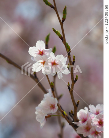 桜(ソメイヨシノ)Cherry Blossom 桜(ソメイヨシノ)Cherry Blossom 122409569