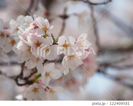 桜（ソメイヨシノ）Cherry Blossom 122409581