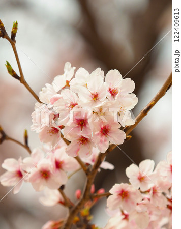 桜（ソメイヨシノ）Cherry Blossom 122409613