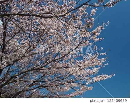 桜（ソメイヨシノ）Cherry Blossom 122409639