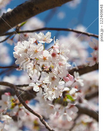 桜（ソメイヨシノ）Cherry Blossom 122409648