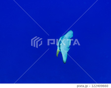 大きく美しいツバメウオ(ツバメウオ属)他。 静岡県伊豆半島賀茂郡南伊豆町中木ヒリゾ浜2024年 大きく美しいツバメウオ(ツバメウオ属)他。 静岡県伊豆半島賀茂郡南伊豆町中木ヒリゾ浜2024年 122409660