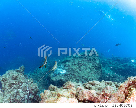 ペアの 大きく美しいツバメウオ（ツバメウオ属）他。 静岡県伊豆半島賀茂郡南伊豆町中木ヒリゾ浜2024 122409702