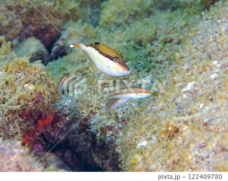 ツマジロモンガラ、モンツキハギの幼魚、ソラスズメダイ他群れ 静岡県伊豆半島賀茂郡南伊豆町中木ヒリゾ浜 ツマジロモンガラ、モンツキハギの幼魚、ソラスズメダイ他群れ 静岡県伊豆半島賀茂郡南伊豆町中木ヒリゾ浜 122409780