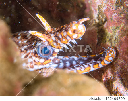 水中洞窟にいる、 大きく美しいトラウツボ(ウツボ科)。静岡県伊豆半島賀茂郡南伊豆町中木ヒリゾ浜 水中洞窟にいる、 大きく美しいトラウツボ(ウツボ科)。静岡県伊豆半島賀茂郡南伊豆町中木ヒリゾ浜 122409899