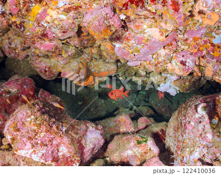 水中洞窟にいる、美しいナミマツカサ、キンセンイシモチ他。  静岡県伊豆半島賀茂郡南伊豆町中木ヒリゾ浜 122410036