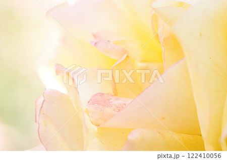 綺麗な薔薇の花びら 綺麗な薔薇の花びら 122410056