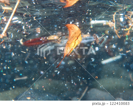 浅瀬を泳ぐ、美しいナンヨウツバメウオの幼魚の半水面撮影 静岡県伊豆半島賀茂郡南伊豆町中木ヒリゾ浜 122410083