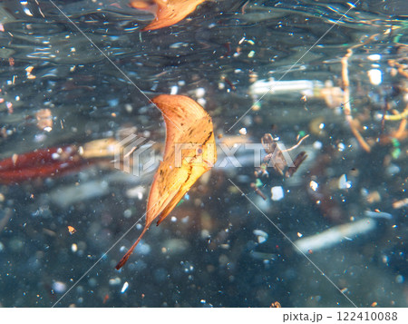 浅瀬を泳ぐ、美しいナンヨウツバメウオの幼魚の半水面撮影 静岡県伊豆半島賀茂郡南伊豆町中木ヒリゾ浜 浅瀬を泳ぐ、美しいナンヨウツバメウオの幼魚の半水面撮影 静岡県伊豆半島賀茂郡南伊豆町中木ヒリゾ浜 122410088