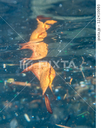 浅瀬を泳ぐ、美しいナンヨウツバメウオの幼魚の半水面撮影 静岡県伊豆半島賀茂郡南伊豆町中木ヒリゾ浜 122410093