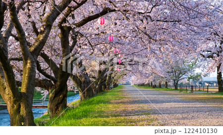 あさひ舟川の桜並木 122410130