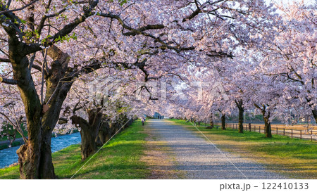 あさひ舟川の桜並木 122410133