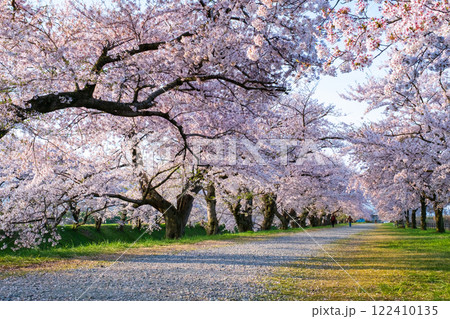 あさひ舟川の桜並木 122410135