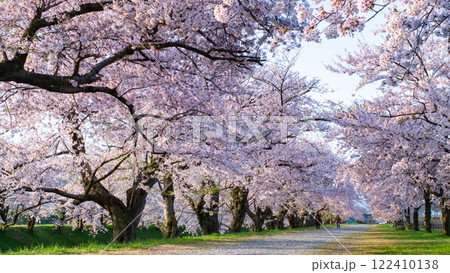 あさひ舟川の桜並木 あさひ舟川の桜並木 122410138