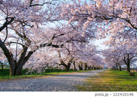 あさひ舟川の桜並木 あさひ舟川の桜並木 122410146