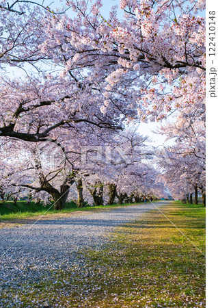 あさひ舟川の桜並木 あさひ舟川の桜並木 122410148