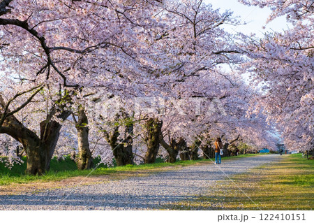 あさひ舟川の桜並木 あさひ舟川の桜並木 122410151