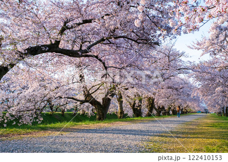 あさひ舟川の桜並木 あさひ舟川の桜並木 122410153