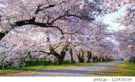 あさひ舟川の桜並木 あさひ舟川の桜並木 122410154