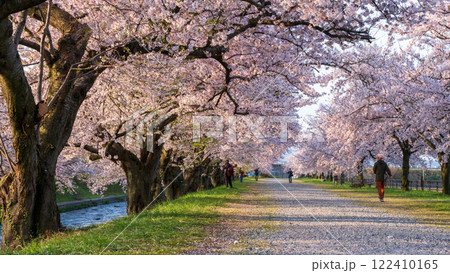あさひ舟川の桜並木 あさひ舟川の桜並木 122410165