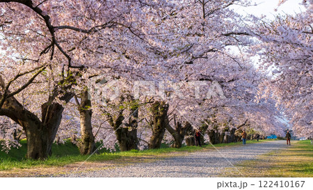 あさひ舟川の桜並木 122410167
