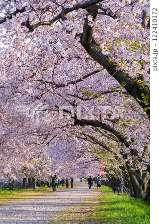あさひ舟川の桜並木 あさひ舟川の桜並木 122410172