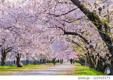 あさひ舟川の桜並木 あさひ舟川の桜並木 122410173