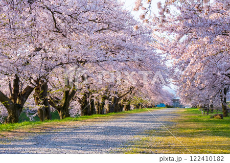 あさひ舟川の桜並木 あさひ舟川の桜並木 122410182