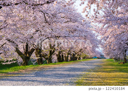 あさひ舟川の桜並木 あさひ舟川の桜並木 122410184