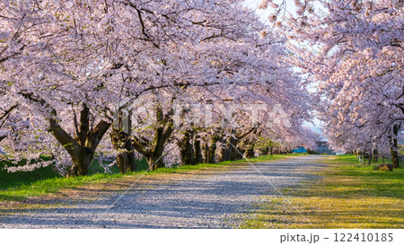 あさひ舟川の桜並木 122410185