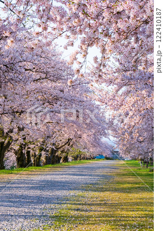 あさひ舟川の桜並木 あさひ舟川の桜並木 122410187