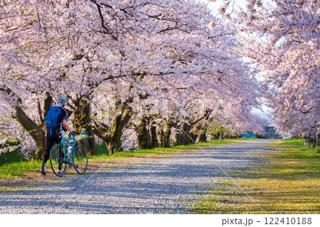 あさひ舟川の桜並木 あさひ舟川の桜並木 122410188