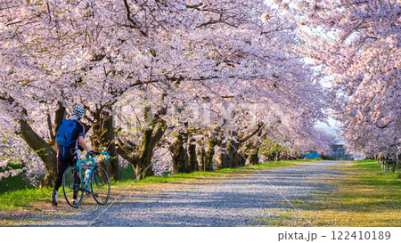 あさひ舟川の桜並木 あさひ舟川の桜並木 122410189