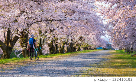 あさひ舟川の桜並木 あさひ舟川の桜並木 122410192