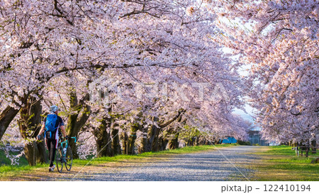 あさひ舟川の桜並木 あさひ舟川の桜並木 122410194