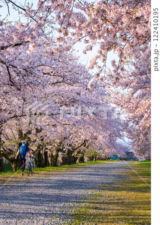 あさひ舟川の桜並木 122410195