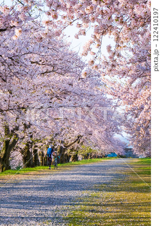 あさひ舟川の桜並木 122410197