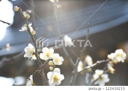 梅の花 122410213