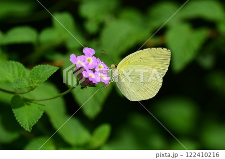 キチョウ(grass yellow) キチョウ(grass yellow) 122410216