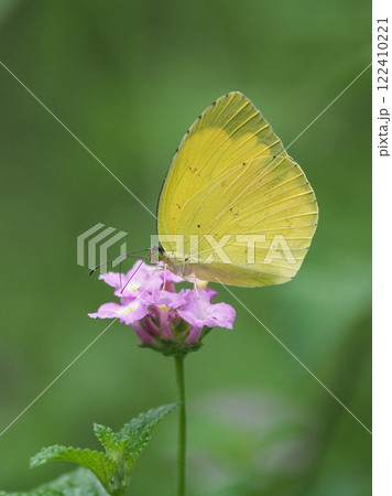 キチョウ(grass yellow) キチョウ(grass yellow) 122410221