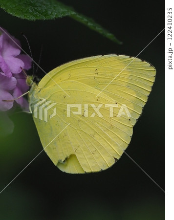 キチョウ（grass yellow） 122410235