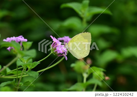 キチョウ（grass yellow） 122410242