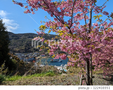 上関河津桜 122410351