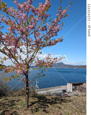 上関河津桜 122410353