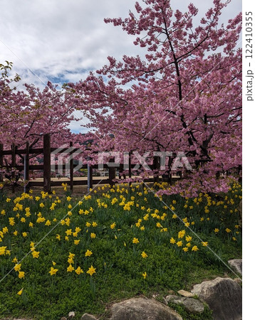 上関河津桜と水仙 122410355