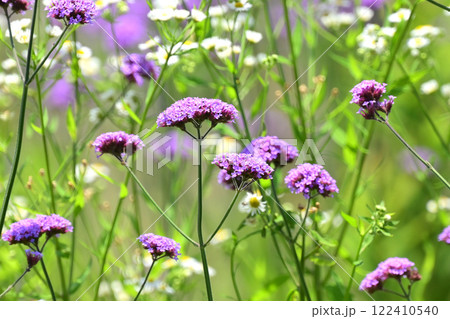 三尺バーベナ(ヤナギハナガサ/Verbena bonariensis) 三尺バーベナ(ヤナギハナガサ/Verbena bonariensis) 122410540